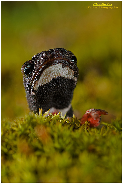 foto salamandra, foto anfibi, fotografia, salamandrina perspicillata