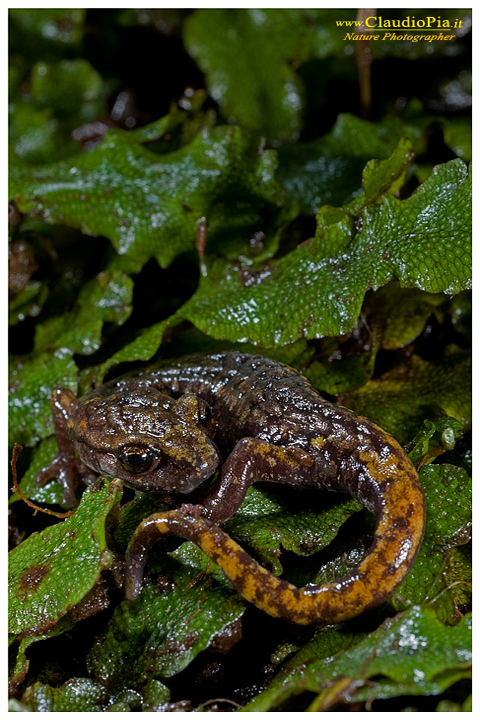 foto salamandra, foto anfibi, fotografia, speleomantes strinatii