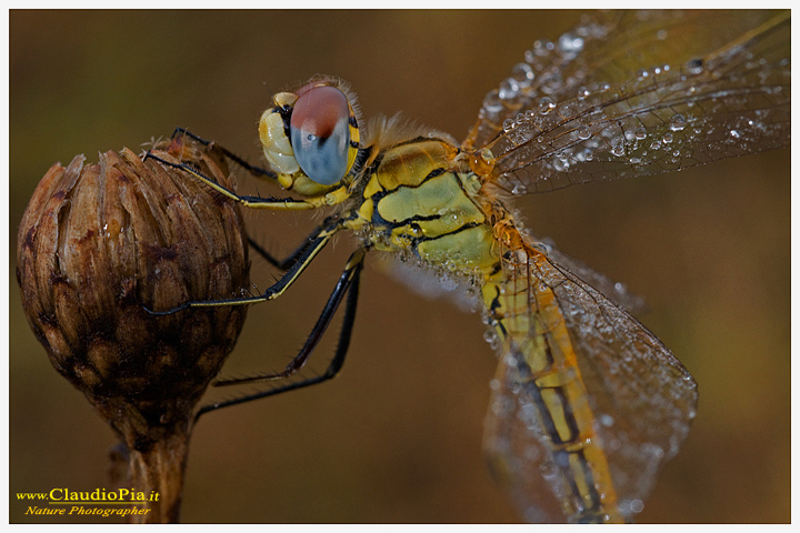 sympetrum fonscolombii, libellula, dragonfly, foto