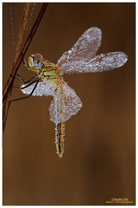 sympetrum fonscolombii, libellula, dragonfly, foto