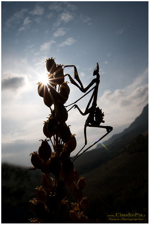 empusa pennata, Mantide, insetto, macrofotografia, foto, macro