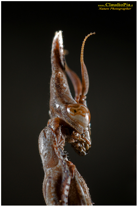 empusa pennata, Mantide, insetto, macrofotografia, foto, macro