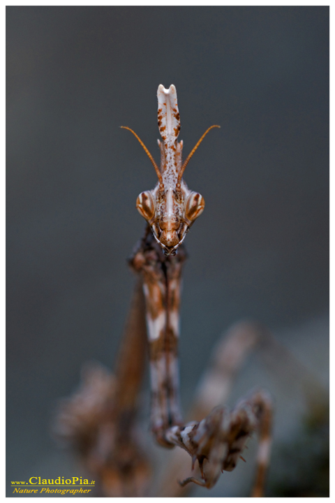 empusa pennata, insetto, macrofotografia, foto, macro, mantide