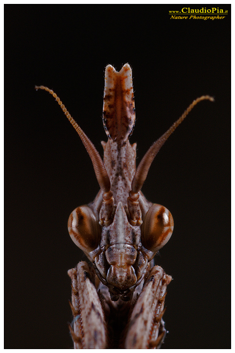 empusa pennata, mantide, insetto, macrofotografia, foto, macro