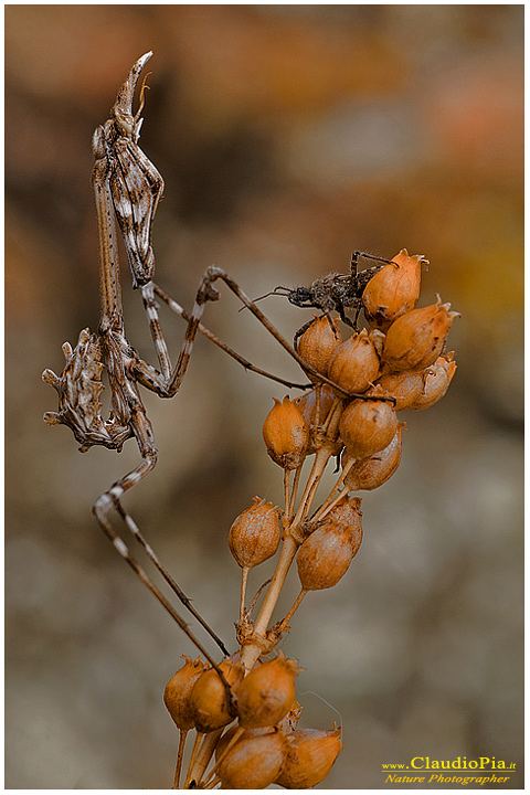 empusa pennata, Mantide, insetto, macrofotografia, foto, macro