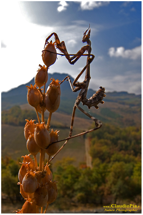 empusa pennata, Mantide, insetto, macrofotografia, foto, macro