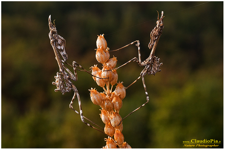 empusa pennata, Mantide, insetto, macrofotografia, foto, macro