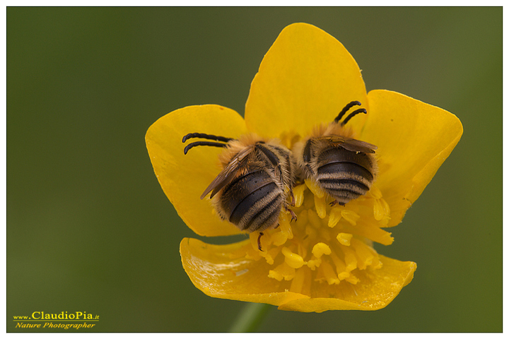 eucera longicornis, insetto, macrofotografia, foto, macro