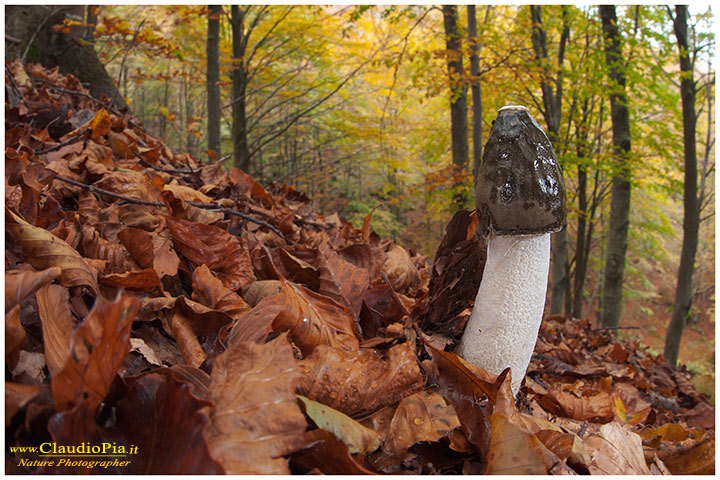 fungo, mushroom, autunm, Phallus impudicus, fungi, fungus, mushrooms, macrophotography, val d'aveto