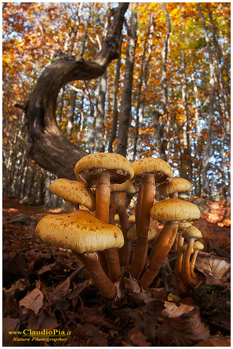 fungo, mushroom, autunm, Pholiota, fungi, fungus, mushrooms, val d'aveto