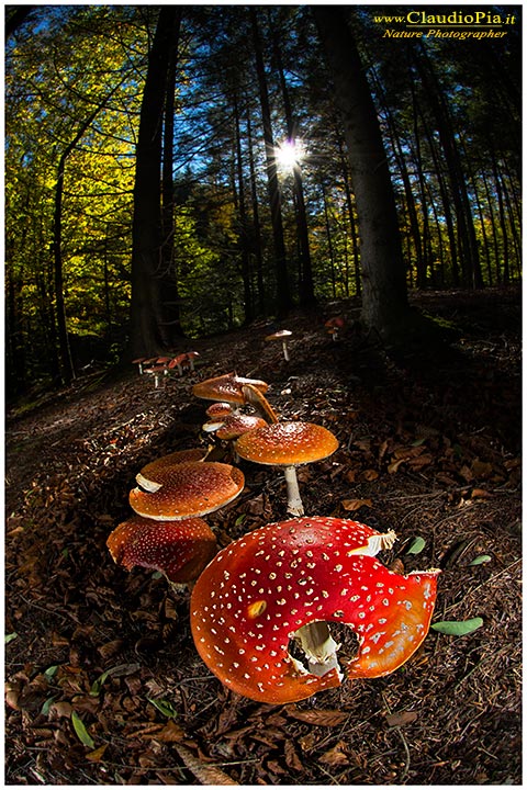 fungo, mushroom, autunm, Hypholoma sublateritium, fungi, fungus, mushrooms, amanita muscaria, val d'aveto