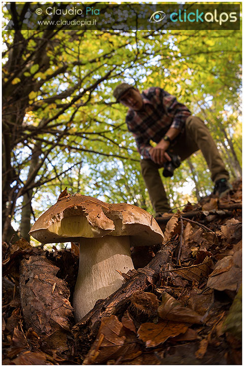 fungo, mushroom, autunm, boletus edulis, fungaiolo,  fungi, fungus, mushrooms, val d'aveto