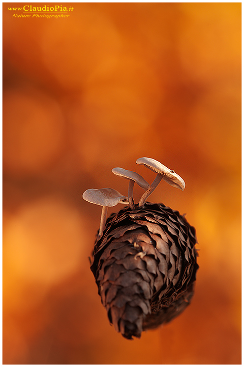 fungo, mushroom, autunm, pigna, fungi, fungus, mushrooms, val d'aveto