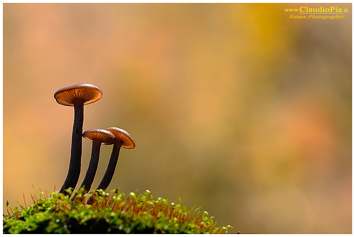 fungo, mushroom, autunm, muschio, fungi, fungus, mushrooms, macrophotography, val d'aveto