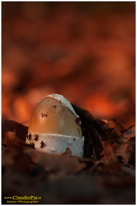 fungo, mushroom, autunm, amanita, fungi, fungus, mushrooms, val d'aveto