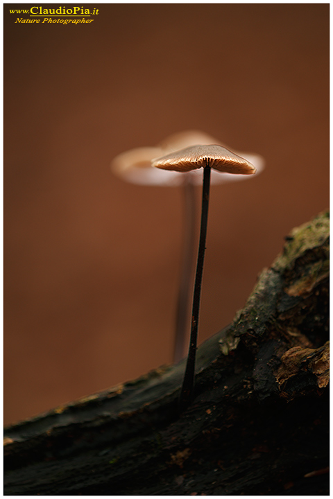 fungo, mushroom, autunm, fungi, fungus, mushrooms, val d'aveto