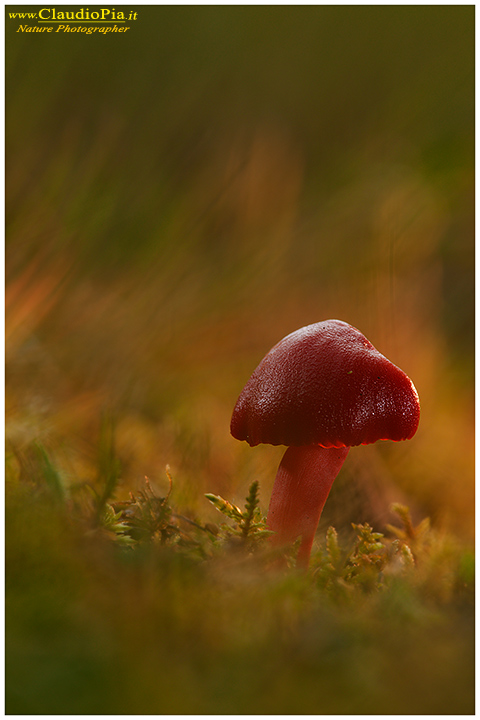 fungo, mushroom, autunm, hygrocybe punicea, fungi, fungus, mushrooms, macrophotography, val d'aveto