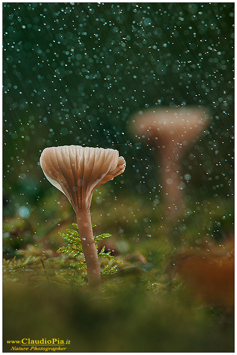 fungo, Mycena, mushroom, funghi, lamelle, gills, fungi, fungus, setas, mushrooms, val d'aveto