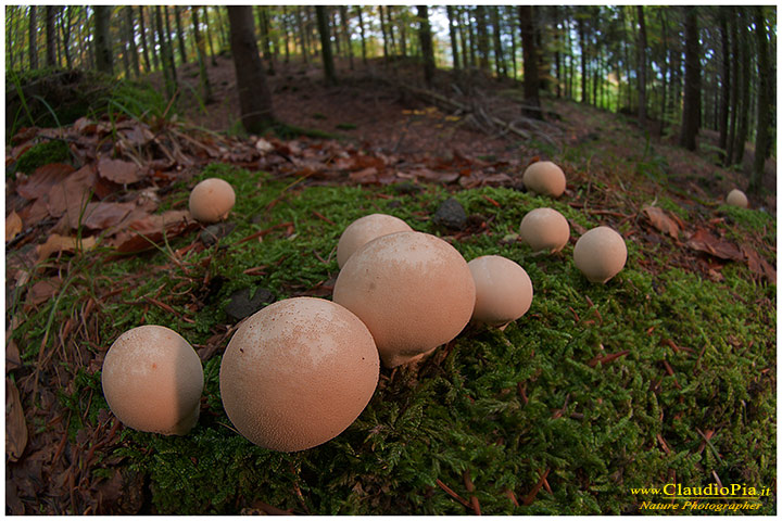 fungo, mushroom, funghi, lamelle, gills, fungi, lycoperdon pyriformefungus, setas, mushrooms, mycena, val d'aveto