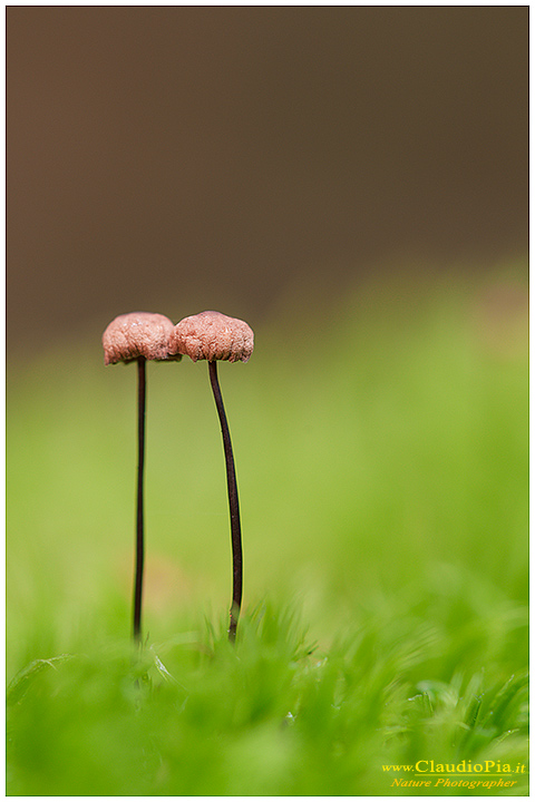 fungo, mushroom, autunm, fungi, marasmiusfungus, Mycena, mushrooms, trentino