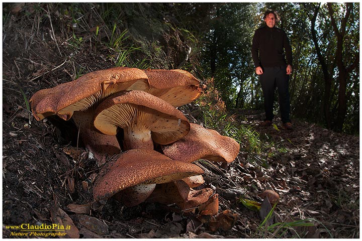 fungo, mushroom, funghi, lamelle, gills, fungi, fungus, setas, mushrooms, tricholomopsis, val d'aveto