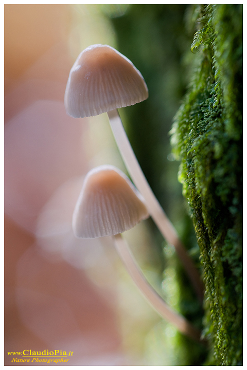 fungo, mushroom, autunm, mycena, fungi, fungus, mushrooms, macrophotography, val d'aveto