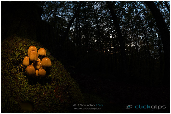 fungo, mushroom, autunm, Lycoperdun echinatum, fungi, fungus, fmushrooms, macrophotography, val d'aveto