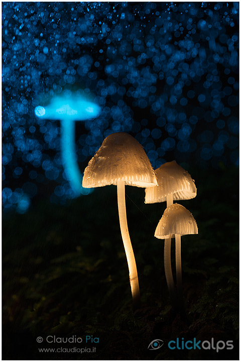 fungo, mushroom, autunm, fungi, fungus, mushrooms, Mycena, val d'aveto