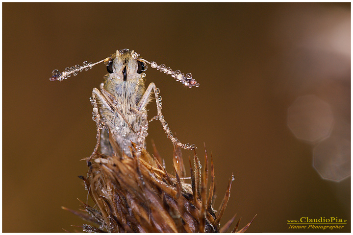 butterfly dew papillon, farfalla, lepidotteri, foto, fotografia, Butterfly