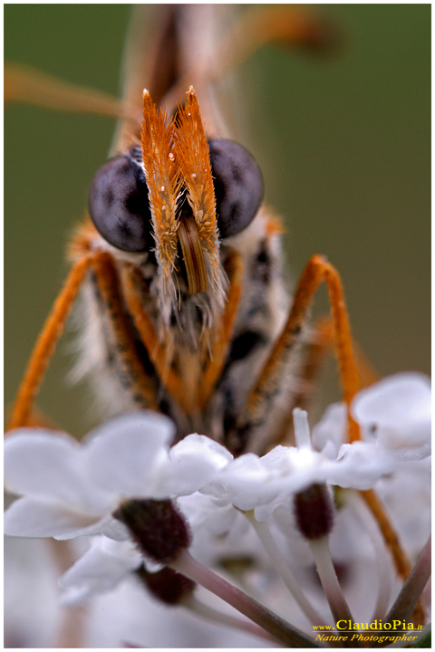 melitaea didyma, farfalla, lepidotteri, foto, fotografia, Butterfly