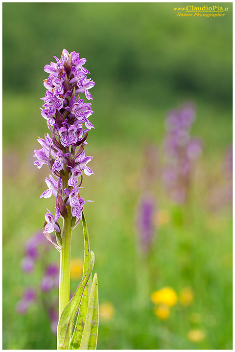 Dactylorhiza incarnata, fiore, fioritura, flower, foto, fotografia