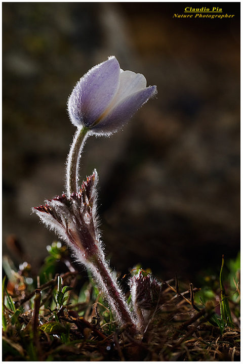 Pulsatilla alpina alpine pasqueflower alpine anemone alta val aveto, fiore, fioritura, flower, foto, fotografia