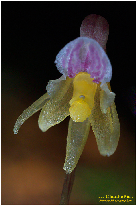 epipogium aphyllum, fiore, fioritura, flower, foto, fotografia