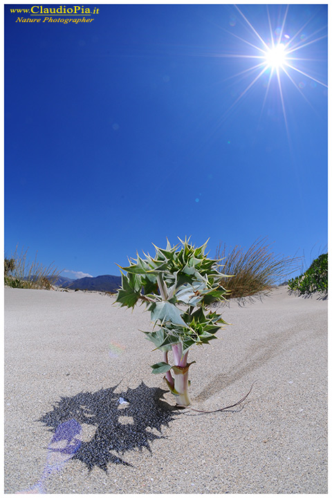 eryngium maritimum, crete, elafonissi, fiore, fioritura, flower, foto, greece, fotografia