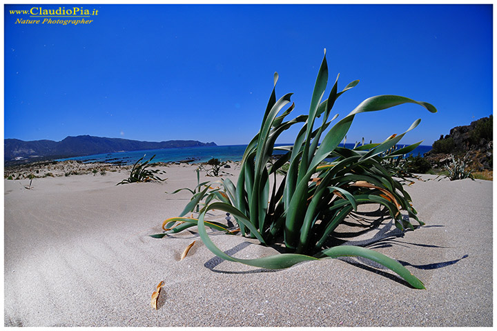 pancratium maritimum, fiore, fioritura, flower, foto, fotografia, crete, elafonissi, greece