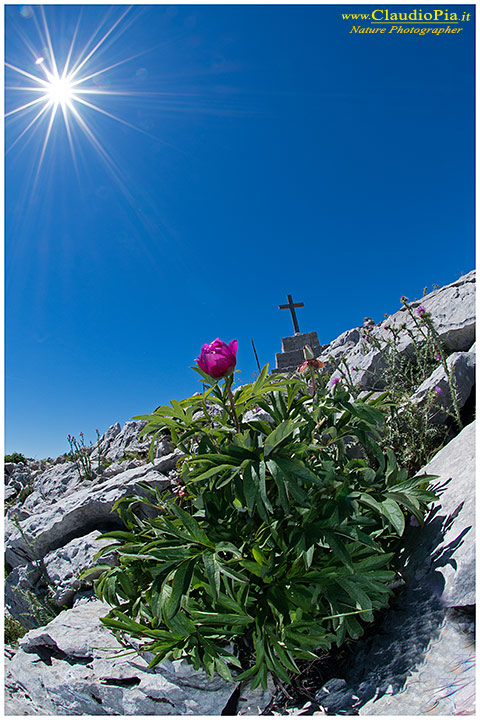 peonia officinalis, fiore, fioritura, flower, foto, fotografia