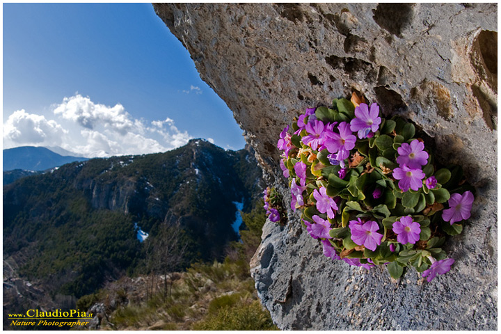 primula allionii, fiore, fioritura, flower, foto, fotografia