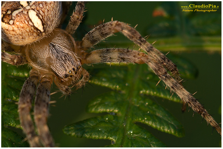 araneus diadematus, ragno, aracnide, foto, fotografia