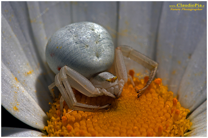 misumena vatia, ragno, aracnide, foto, fotografia