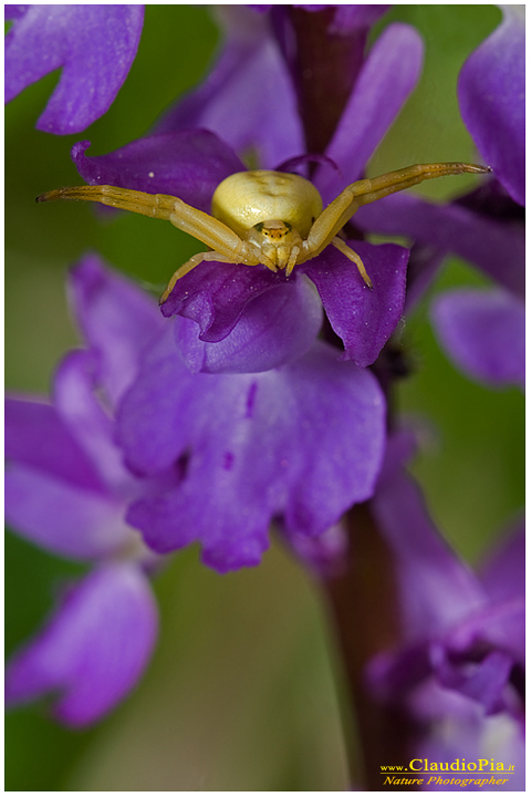 misumena vatia, ragno, aracnide, foto, fotografia