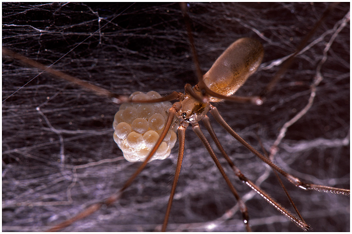 pholcus, ragno, aracnide, foto, fotografia