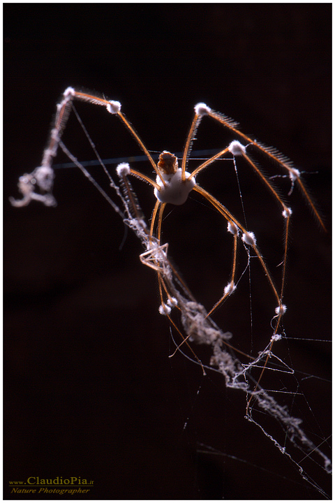 pholcus, ragno, aracnide, foto, fotografia