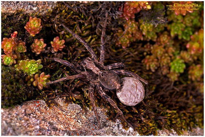 ragno lupo, ragno, aracnide, foto, fotografia