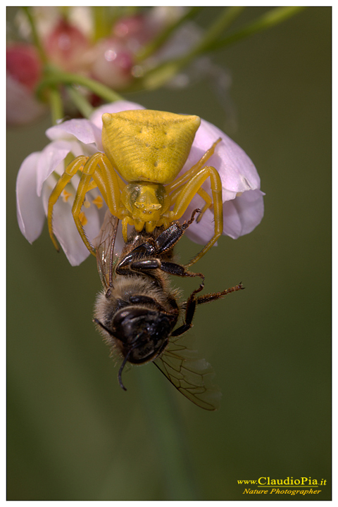 thomisus onustus, ragno, aracnide, foto, fotografia