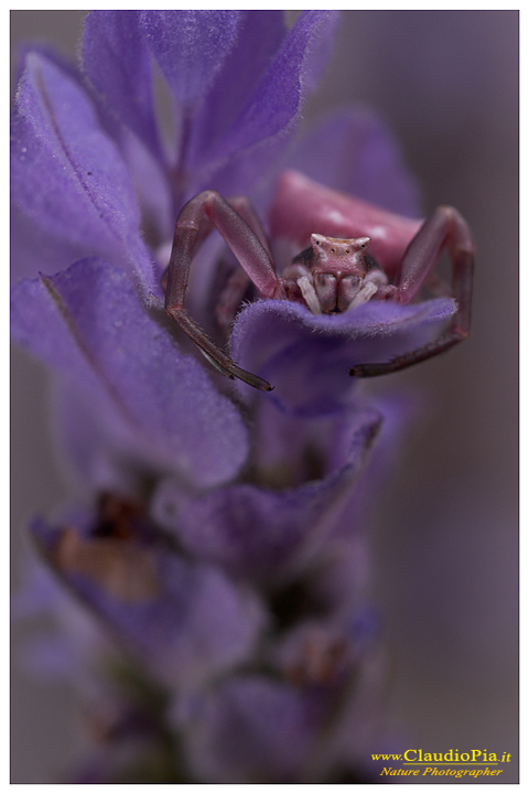 thomisus onustus, ragno, aracnide, foto, fotografia