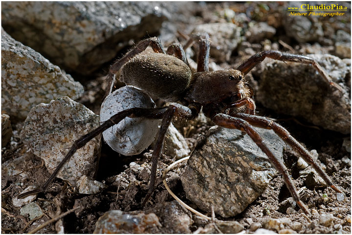 vesubia jugorum, ragno, aracnide, foto, fotografia