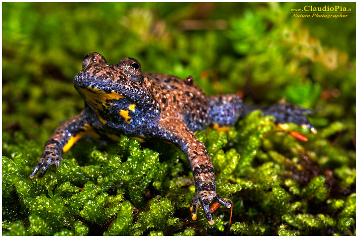 bombina pachypus ululone dal ventre giallo ululone appenninico