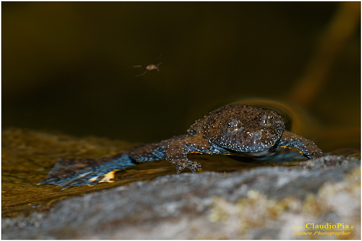 bombina pachypus ululone dal ventre giallo ululone appenninico