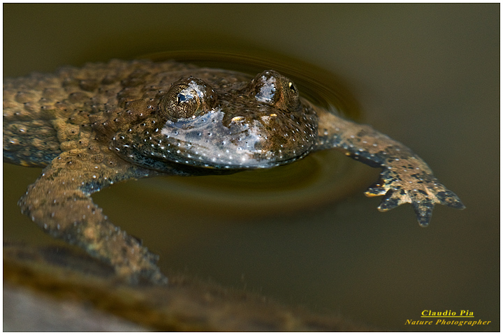 bombina pachypus ululone dal ventre giallo ululone appenninico 