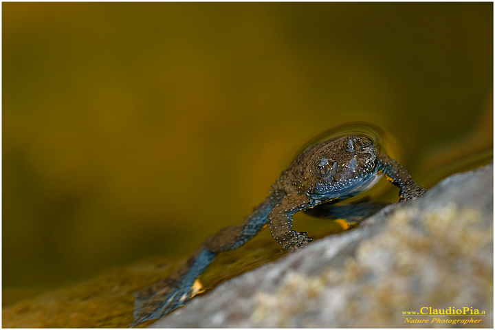 bombina pachypus ululone dal ventre giallo ululone appenninico